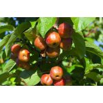 Obst-&Weinbautechnik