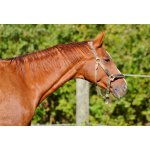 Reitsport