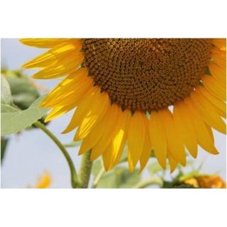 RGT Vellox (Sonnenblume)