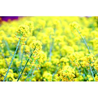 Zuckerrüben-Fit Plus - ab 45,88 Euro/ha 25kg