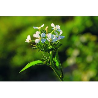 Kartoffel-Fit - ab 95,22 Euro/ha 25kg