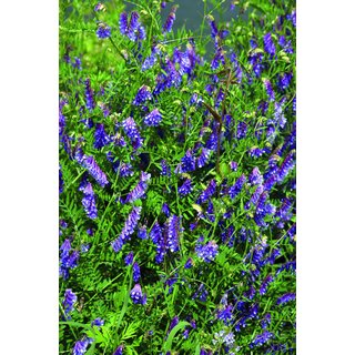 Kartoffel-Fit Plus - ab 92,65 Euro/ha 25kg