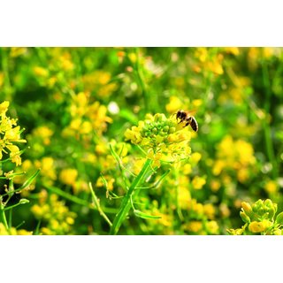 Mais-Fit Plus - ab 38,82 Euro/ha 25kg