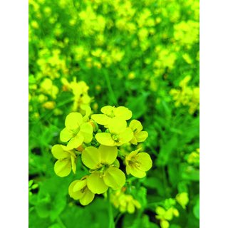 Easy-Fit II - ab 34,41 Euro/ha 25kg