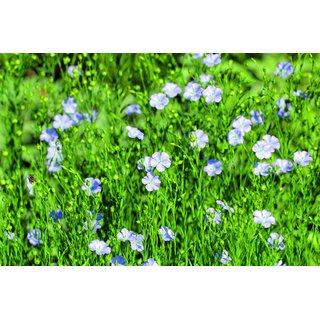 Easy-Fit III - ab 33,53 Euro/ha 25kg